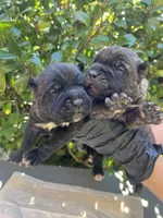 Male 4, a male Cane Corso for sale in Smyrna, GA – 4 of 9