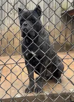 Male 3, a male Cane Corso for sale in Smyrna, GA – 6 of 9