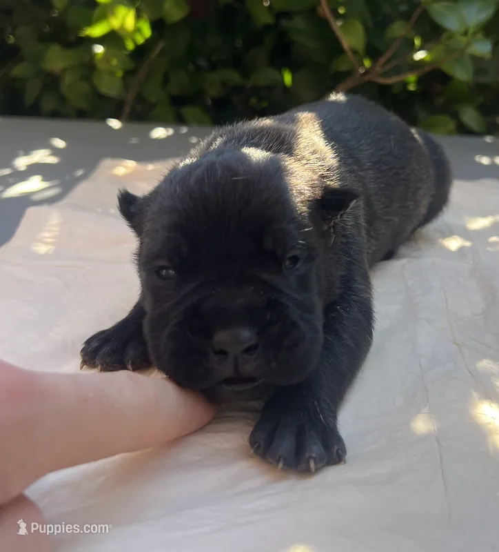 Male 1 – Cane Corso puppy for sale in Smyrna, GA