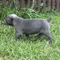 Female 1 - 5 weeks, a female Cane Corso for sale in Smyrna, GA – 5 of 10