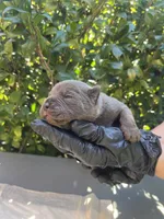 Male 5, a male Cane Corso for sale in Smyrna, GA – 5 of 10