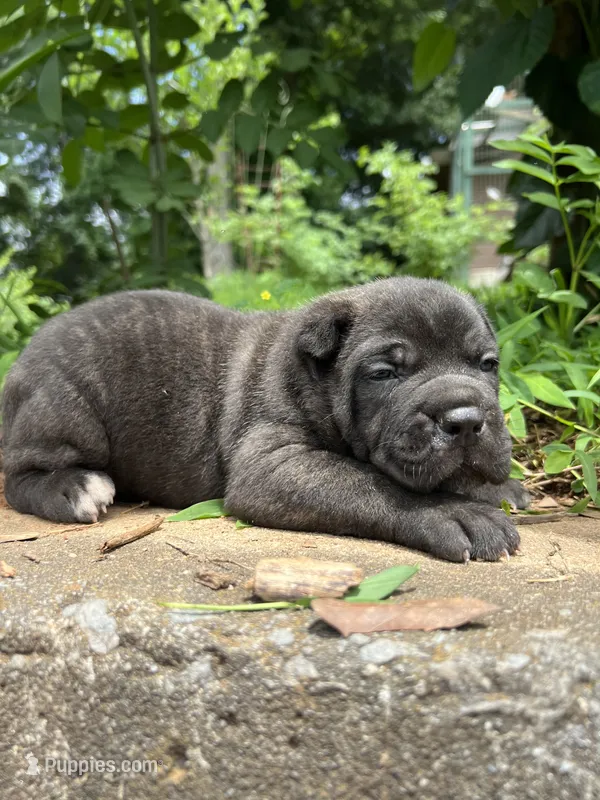 Male 2 - 2 1/2 weeks – Cane Corso puppy for sale in Smyrna, GA