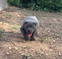 Female 2 - 5 weeks, a female Cane Corso for sale in Smyrna, GA – 6 of 10