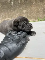 Male 2 - 2 1/2 weeks, a male Cane Corso for sale in Smyrna, GA – 7 of 10