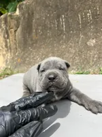 Male 1 - 2 1/2 weeks, a male Cane Corso for sale in Smyrna, GA – 2 of 8