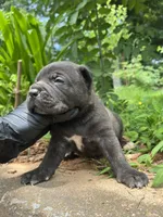 Male 2 - 2 1/2 weeks, a male Cane Corso for sale in Smyrna, GA – 5 of 10