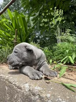 Male 1 - 2 1/2 weeks, a male Cane Corso for sale in Smyrna, GA – 5 of 8