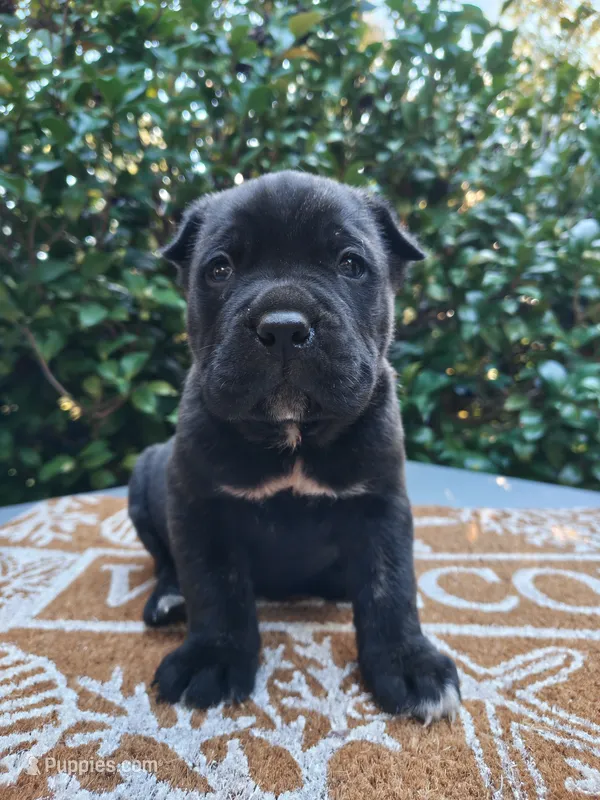 Male 3 – Cane Corso puppy for sale in Smyrna, GA