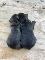 Male 2, a male Cane Corso for sale in Smyrna, GA – 5 of 10