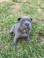 Female 1 - 5 weeks, a female Cane Corso for sale in Smyrna, GA – 6 of 10