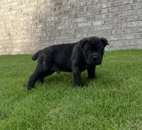 Male 2 - 5 weeks, a male Cane Corso for sale in Smyrna, GA – 3 of 10
