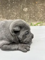Female 2 - 2 1/2 weeks, a female Cane Corso for sale in Smyrna, GA – 5 of 10