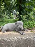 Female 1 - 2 1/2 weeks, a female Cane Corso for sale in Smyrna, GA – 5 of 10