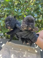 Male 3, a male Cane Corso for sale in Smyrna, GA – 4 of 9