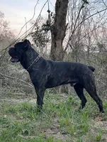 Male 4, a male Cane Corso for sale in Smyrna, GA – 7 of 9