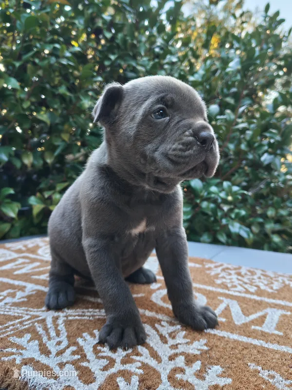 Male 5 – Cane Corso puppy for sale in Smyrna, GA