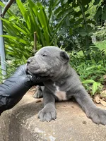 Male 1 - 2 1/2 weeks, a male Cane Corso for sale in Smyrna, GA – 4 of 8