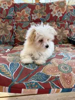 Snowy, a female Maltese for sale in Sandy Hook, KY – Photo 2 of 3