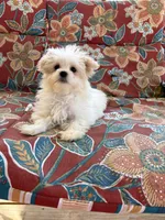 Snowy, a female Maltese for sale in Sandy Hook, KY – Photo 3 of 3