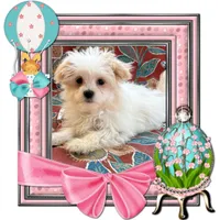Snowy, a female Maltese for sale in Sandy Hook, KY – Photo 1 of 3