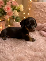 Rose, a female Miniature Dachshund for sale in Sandy Hook, KY – 1 of 1