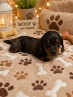 Chip, a male Miniature Dachshund for sale in Sandy Hook, KY – 1 of 1