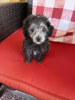 Oreo, a female Maltipoo for sale in Sandy Hook, KY – Photo 3 of 4
