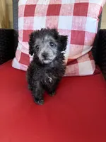 Oreo, a female Maltipoo for sale in Sandy Hook, KY – Photo 2 of 4