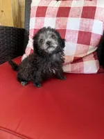 Oreo, a female Maltipoo for sale in Sandy Hook, KY – Photo 4 of 4