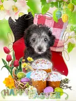 Oreo, a female Maltipoo for sale in Sandy Hook, KY – Photo 1 of 4