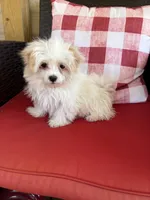 Bella Grace , a female Maltese for sale in Sandy Hook, KY – Photo 2 of 4