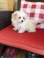 Bella Grace , a female Maltese for sale in Sandy Hook, KY – Photo 3 of 4