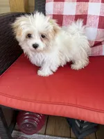 Bella Grace , a female Maltese for sale in Sandy Hook, KY – Photo 4 of 4