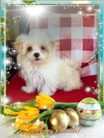Bella Grace , a female Maltese for sale in Sandy Hook, KY – Photo 1 of 4