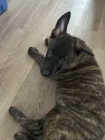 Bear, a male Belgian Malinois and Dutch Shepherd for sale in Fond Du Lac, WI – 3 of 3