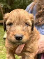 Cheez-It, a male Soft Coated Wheaten Terrier for sale in Peterborough, NH – 3 of 5