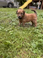 Skittles, a male Soft Coated Wheaten Terrier for sale in Peterborough, NH – 6 of 10