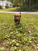 Jelly Bean, a female Soft Coated Wheaten Terrier for sale in Peterborough, NH – 8 of 10