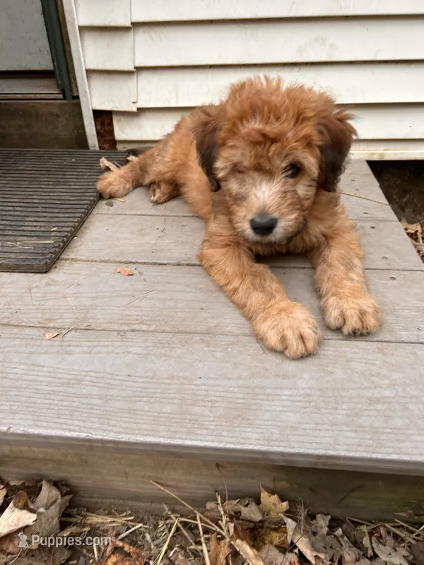 Skittles – Soft Coated Wheaten Terrier puppy for sale in Peterborough, NH