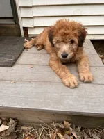 Skittles, a male Soft Coated Wheaten Terrier for sale in Peterborough, NH – 1 of 10