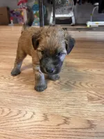 Dorito AKA Dinodaur, a male Soft Coated Wheaten Terrier for sale in Peterborough, NH – 5 of 7