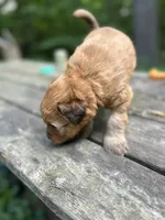 Cheez-It, a male Soft Coated Wheaten Terrier for sale in Peterborough, NH – 4 of 5