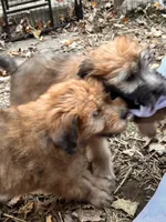 Tootsie, a female Soft Coated Wheaten Terrier for sale in Peterborough, NH – 2 of 9