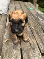 Pringle AKA Chip, a male Soft Coated Wheaten Terrier for sale in Peterborough, NH – 2 of 5