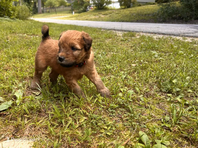 Skittles – Soft Coated Wheaten Terrier puppy for sale in Peterborough, NH