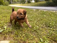 Skittles, a male Soft Coated Wheaten Terrier for sale in Peterborough, NH – 4 of 10