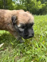 Tootsie, a female Soft Coated Wheaten Terrier for sale in Peterborough, NH – 4 of 5