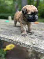Tootsie, a female Soft Coated Wheaten Terrier for sale in Peterborough, NH – 3 of 5