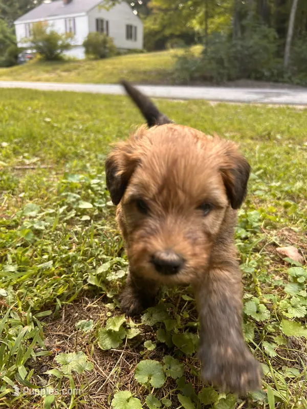 Jelly Bean – Soft Coated Wheaten Terrier puppy for sale in Peterborough, NH