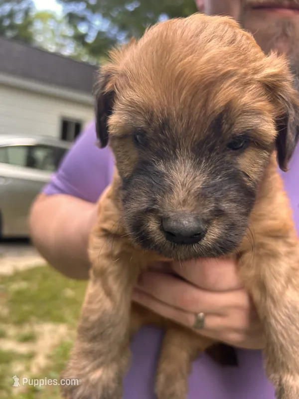 Dorito – Soft Coated Wheaten Terrier puppy for sale in Peterborough, NH